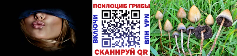 цена наркотик  Дно  Псилоцибиновые грибы Psilocybine cubensis 